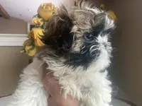 Girl 1 Cupcake, a female Shih Tzu for sale in Troy, MI – Photo 6 of 10
