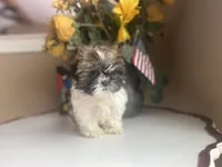 Girl 1 Cupcake, a female Shih Tzu for sale in Troy, MI – Photo 1 of 10