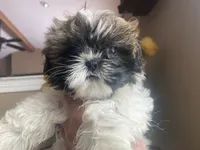 Girl 1 Cupcake, a female Shih Tzu for sale in Troy, MI – Photo 8 of 10