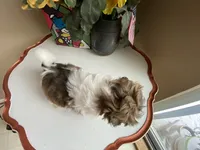 Girl 1 Cupcake, a female Shih Tzu for sale in Troy, MI – Photo 10 of 10