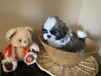 Little Teddy, a male Shih Tzu for sale in Troy, MI – 8 of 10