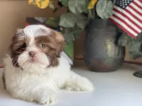 Gucci, a male Shih Tzu for sale in Troy, MI – 2 of 9