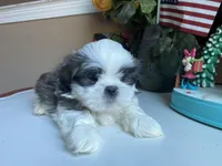 Marley, a male Shih Tzu for sale in Troy, MI – Photo 1 of 8