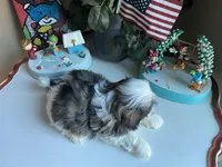 Marley, a male Shih Tzu for sale in Troy, MI – Photo 8 of 8