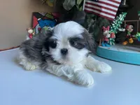 Marley, a male Shih Tzu for sale in Troy, MI – Photo 2 of 8