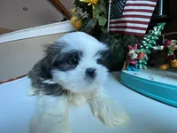 Marley, a male Shih Tzu for sale in Troy, MI – Photo 7 of 8