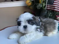 Marley, a male Shih Tzu for sale in Troy, MI – Photo 6 of 8