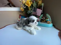 Marley, a male Shih Tzu for sale in Troy, MI – Photo 3 of 8