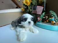 Marley, a male Shih Tzu for sale in Troy, MI – Photo 4 of 8