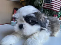 Marley, a male Shih Tzu for sale in Troy, MI – Photo 5 of 8