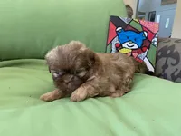 Sasha, a female Shih Tzu for sale in Troy, MI – 6 of 8