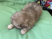 Leo, a male Shih Tzu for sale in Troy, MI – 3 of 7