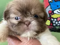 Bella, a female Shih Tzu for sale in Troy, MI – 3 of 10