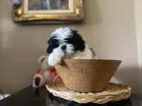 Little Ralp, a male Shih Tzu for sale in Troy, MI – 4 of 10