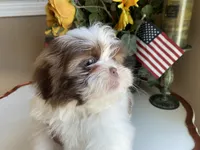 Gucci, a male Shih Tzu for sale in Troy, MI – 6 of 9