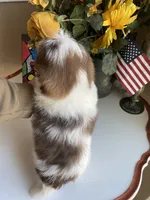 Gucci, a male Shih Tzu for sale in Troy, MI – 5 of 9