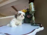 Little Vinny, a male Shih Tzu for sale in Troy, MI – 1 of 9
