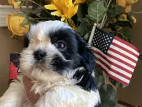 Handsome Bently 💙🌟, a male Shih Tzu for sale in Troy, MI – Photo 8 of 9