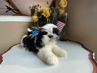 Handsome Bently 💙🌟, a male Shih Tzu for sale in Troy, MI – Photo 5 of 9