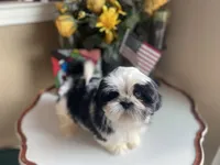 Handsome Bently 💙🌟, a male Shih Tzu for sale in Troy, MI – Photo 1 of 9