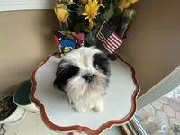 Handsome Bently 💙🌟, a male Shih Tzu for sale in Troy, MI – Photo 3 of 9