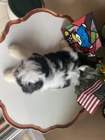 Handsome Bently 💙🌟, a male Shih Tzu for sale in Troy, MI – Photo 7 of 9