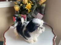 Handsome Bently 💙🌟, a male Shih Tzu for sale in Troy, MI – Photo 4 of 9