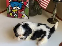 Handsome Bently 💙🌟, a male Shih Tzu for sale in Troy, MI – Photo 9 of 9