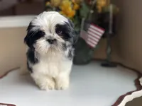Handsome Bently 💙🌟, a male Shih Tzu for sale in Troy, MI – Photo 2 of 9