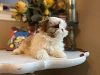 Little Lion, a male Shih Tzu for sale in Troy, MI – Photo 7 of 8