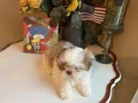Little Lion, a male Shih Tzu for sale in Troy, MI – Photo 2 of 8