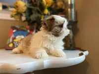 Little Lion, a male Shih Tzu for sale in Troy, MI – Photo 6 of 8