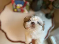 Little Lion, a male Shih Tzu for sale in Troy, MI – Photo 3 of 8