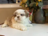 Little Lion, a male Shih Tzu for sale in Troy, MI – Photo 4 of 8