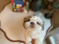 Little Lion, a male Shih Tzu for sale in Troy, MI – Photo 1 of 8
