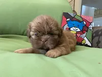 Leo, a male Shih Tzu for sale in Troy, MI – 2 of 7