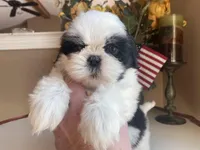 Sweet Maya 🩷🌟, a female Shih Tzu for sale in Troy, MI – Photo 7 of 9