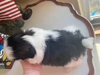 Sweet Maya 🩷🌟, a female Shih Tzu for sale in Troy, MI – Photo 9 of 9