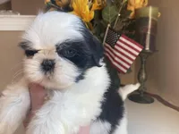 Sweet Maya 🩷🌟, a female Shih Tzu for sale in Troy, MI – Photo 5 of 9