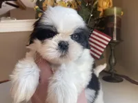 Sweet Maya 🩷🌟, a female Shih Tzu for sale in Troy, MI – Photo 1 of 9