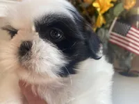 Sweet Maya 🩷🌟, a female Shih Tzu for sale in Troy, MI – Photo 6 of 9