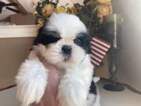 Sweet Maya 🩷🌟, a female Shih Tzu for sale in Troy, MI – Photo 3 of 9