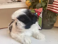 Sweet Maya 🩷🌟, a female Shih Tzu for sale in Troy, MI – Photo 4 of 9