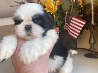 Sweet Maya 🩷🌟, a female Shih Tzu for sale in Troy, MI – Photo 8 of 9