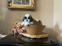 Little Teddy, a male Shih Tzu for sale in Troy, MI – 5 of 10