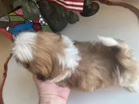 Toto, a male Shih Tzu for sale in Troy, MI – Photo 7 of 10