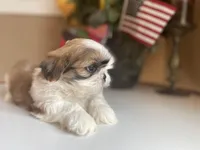 Toto, a male Shih Tzu for sale in Troy, MI – Photo 8 of 10