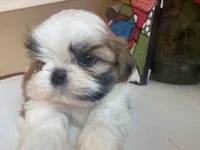 Toto, a male Shih Tzu for sale in Troy, MI – Photo 5 of 10