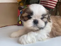 Toto, a male Shih Tzu for sale in Troy, MI – Photo 4 of 10