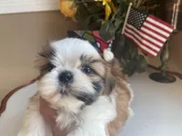 Toto, a male Shih Tzu for sale in Troy, MI – Photo 3 of 10